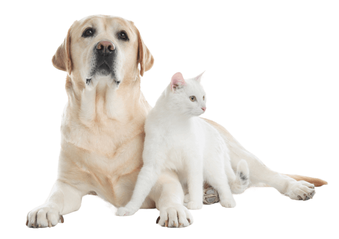 dog and cat
