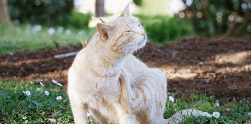 Allergies & Dermatology